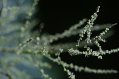 Boehmeria macrophylla